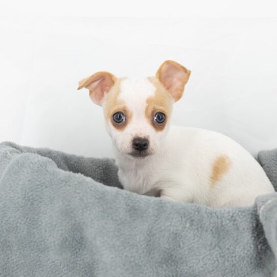 Harris - White Male Chihuahua DOG
