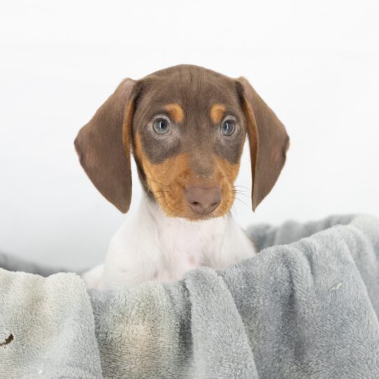Maximus - Chocolate / Tan Male Dachshund DOG