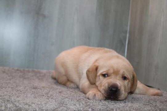 Labrador Retriever - Bob photo 2
