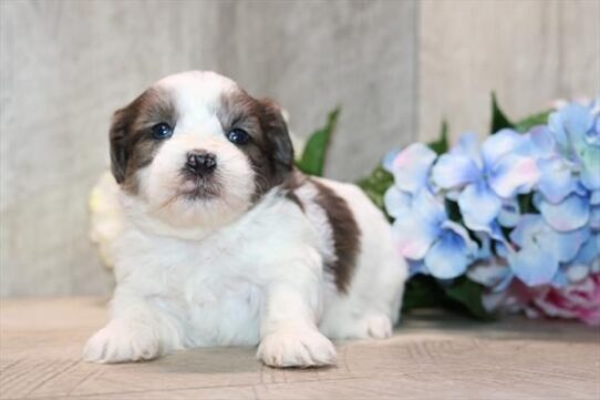 Shipoo - Lizzie photo 2