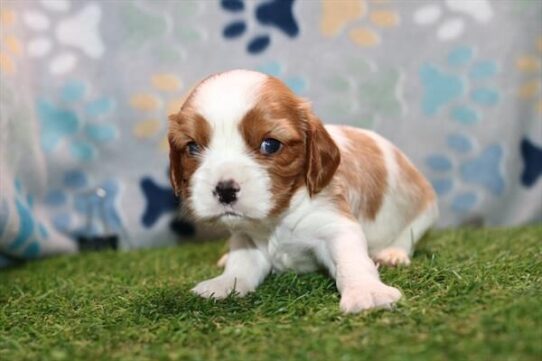 Cavalier King Charles Spaniel - Kit photo 2