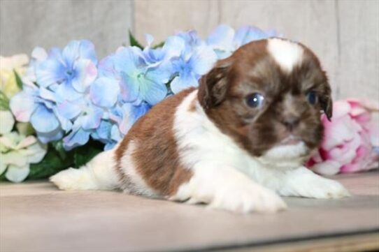 Shih Tzu - Binx photo 2