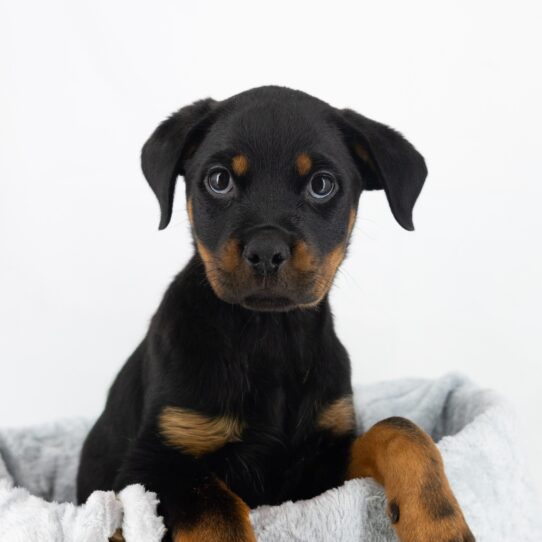 queeny - Black / Rust Female Rottweiler DOG