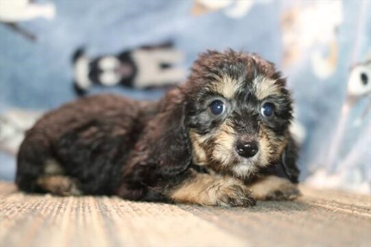 Lola - Black / Tan Female Bichon-Dachshund DOG