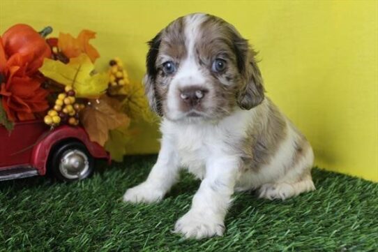 JoJo - Chocolate Merle Male Cocker Spaniel DOG