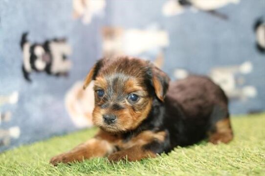 cookie - Black / Tan Female Yorkie DOG