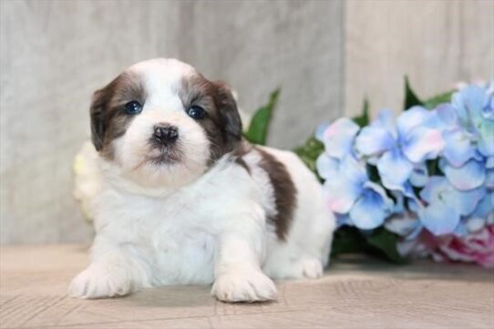 Lizzie - Chocolate Merle Female Shipoo DOG