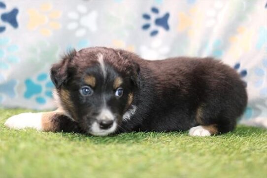 Hank - Black Tan / White Male Australian Shepherd DOG