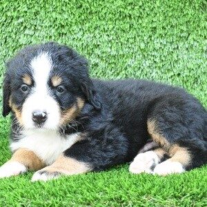 Sawyer - Black Tricolor Male Bernese Mountain Dog DOG