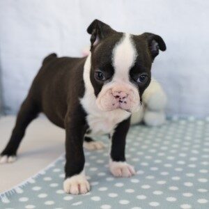 Cassie - Black & White Female Boston Terrier DOG