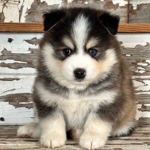 Lucky - Black & White Male Pomsky DOG